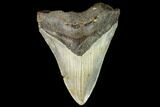 Fossil Megalodon Tooth - North Carolina #109538-1